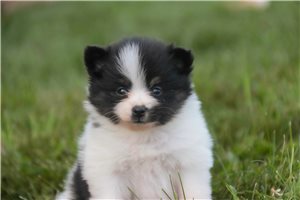 Maria - puppy for sale