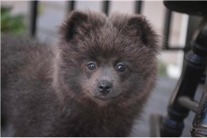 Chillie - Pomeranian for sale