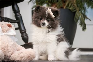 Izzy - Pomeranian for sale