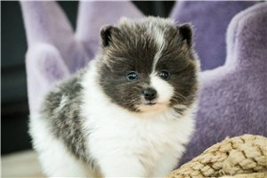 Izzy - Pomeranian for sale
