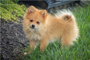 Brandy - Pomeranian for sale