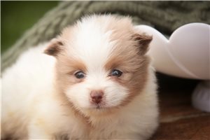 Holly - Pomeranian for sale