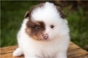 Gideon - Pomeranian for sale