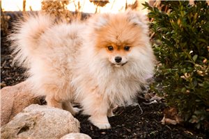 Charles - puppy for sale