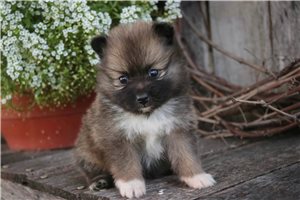 Misha - puppy for sale