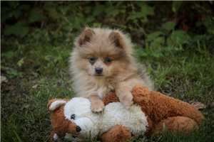 Hendrick - Pomeranian for sale