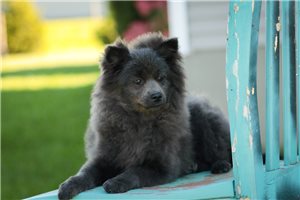 Chillie - Pomeranian for sale