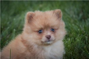 Humphrey - Pomeranian for sale