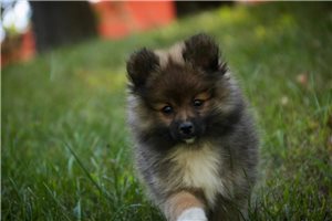 Misha - Pomeranian for sale