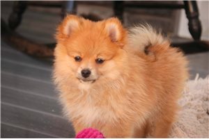 Brandy - Pomeranian for sale