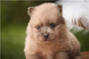 Hendrick - Pomeranian for sale