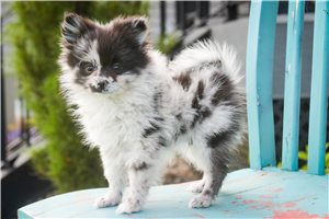 Ichabod - Pomeranian for sale