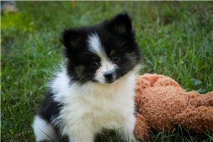 Maria - Pomeranian for sale