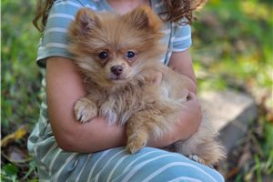Humphrey - Pomeranian for sale