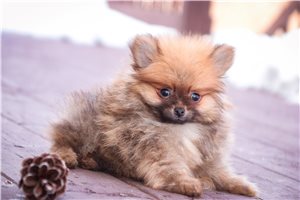 Palmer - Pomeranian for sale