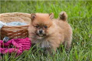 Brandy - Pomeranian for sale