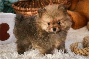 Paxton - Pomeranian for sale
