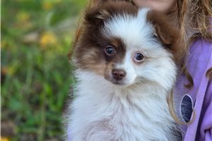 Gideon - Pomeranian for sale