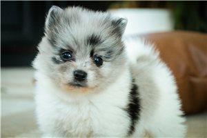 Illium - puppy for sale