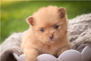 Humphrey - Pomeranian for sale