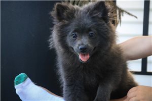 Chillie - Pomeranian for sale