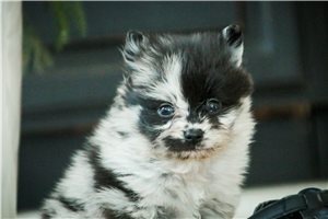 Ichabod - Pomeranian for sale