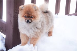 Caleb - Pomeranian for sale