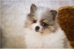 Stu - puppy for sale