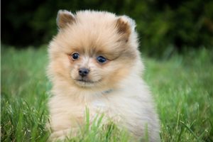 Hendrick - Pomeranian for sale