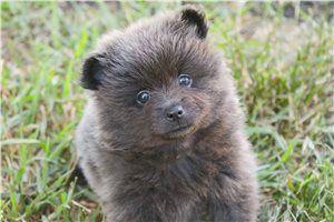 Chillie - puppy for sale