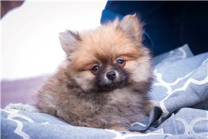 Presley - Pomeranian for sale