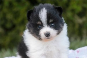 Mikayla - Pomeranian for sale