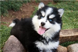 Artemis - puppy for sale
