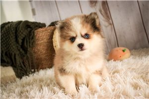 Brady - Pomsky for sale