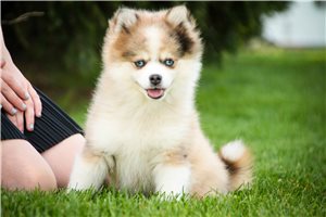 Brady - Pomsky for sale