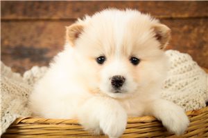 Buttons - puppy for sale