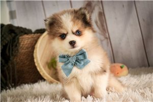 Brady - Pomsky for sale