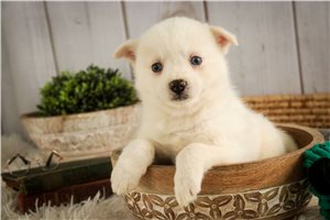 Bobby - puppy for sale