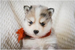 Anna - puppy for sale