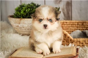 Brady - Pomsky for sale