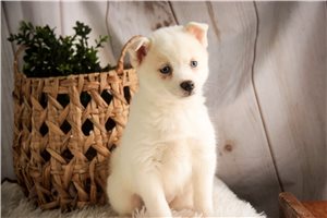Bobby - Pomsky for sale