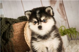 Basil - Pomsky for sale
