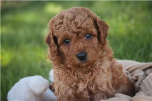 Auggie - puppy for sale