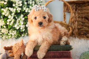 Dream - Poodle, Miniature for sale