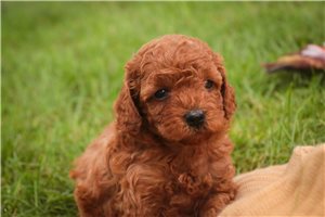 Archer - Miniature Poodle for sale