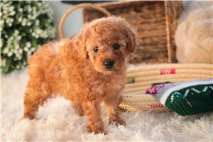 Durango - Poodle, Miniature for sale