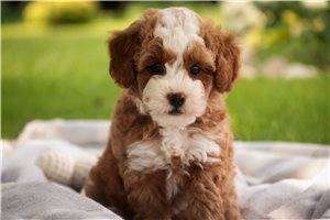 Giles - Poodle, Miniature for sale