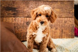Egypt - Poodle, Miniature for sale
