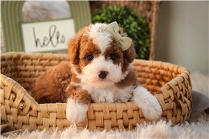 Evelyn - puppy for sale