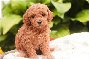 Hazel - puppy for sale